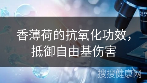 香薄荷的抗氧化功效，抵御自由基伤害