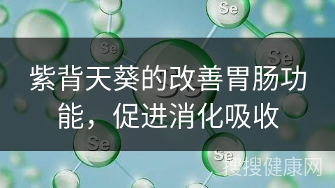 紫背天葵的改善胃肠功能，促进消化吸收