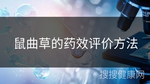 鼠曲草的药效评价方法