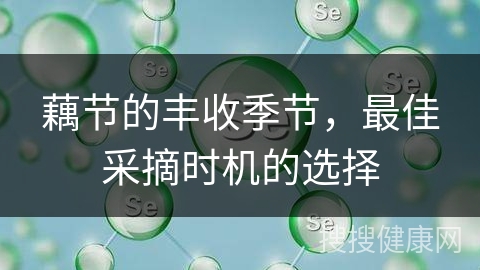 藕节的丰收季节，最佳采摘时机的选择