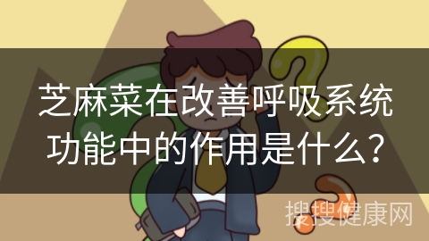 芝麻菜在改善呼吸系统功能中的作用是什么？