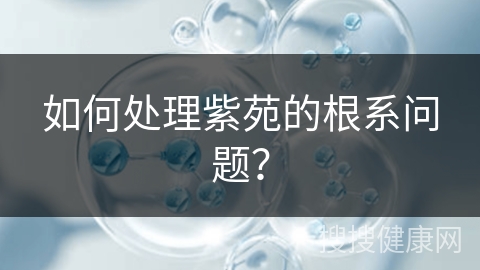 如何处理紫苑的根系问题？