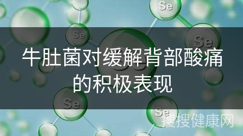 牛肚菌对缓解背部酸痛的积极表现