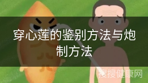 穿心莲的鉴别方法与炮制方法