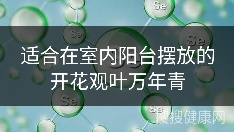 适合在室内阳台摆放的开花观叶万年青