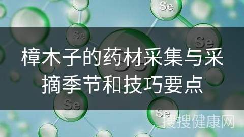 樟木子的药材采集与采摘季节和技巧要点