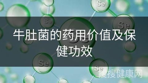 牛肚菌的药用价值及保健功效