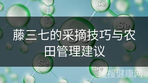 藤三七的采摘技巧与农田管理建议