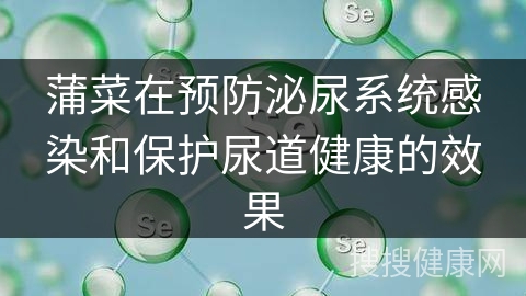 蒲菜在预防泌尿系统感染和保护尿道健康的效果