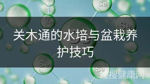 关木通的水培与盆栽养护技巧