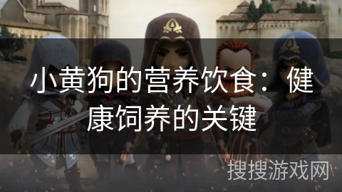 小黄狗的营养饮食：健康饲养的关键