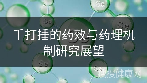 千打捶的药效与药理机制研究展望