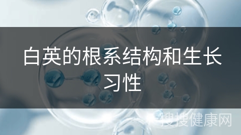 白英的根系结构和生长习性