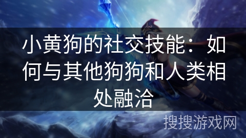 小黄狗的社交技能：如何与其他狗狗和人类相处融洽