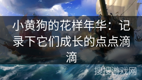 小黄狗的花样年华：记录下它们成长的点点滴滴