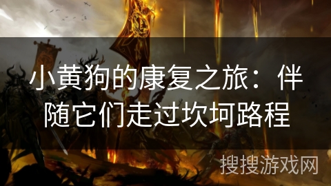 小黄狗的康复之旅：伴随它们走过坎坷路程