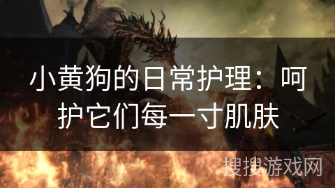 小黄狗的日常护理：呵护它们每一寸肌肤