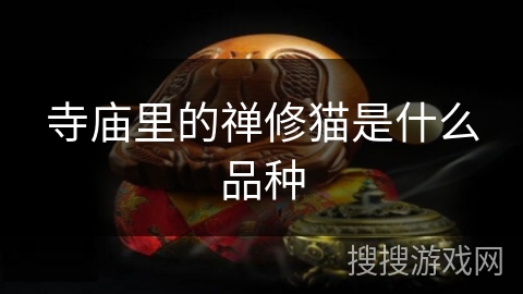 寺庙里的禅修猫是什么品种