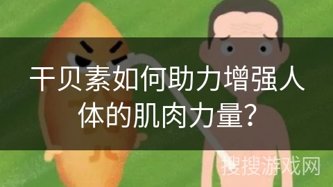 干贝素如何助力增强人体的肌肉力量？