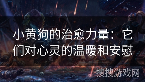 小黄狗的治愈力量：它们对心灵的温暖和安慰