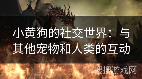 小黄狗的社交世界:与其他宠物和人类的互动 小黄狗的社交世界:与其他宠物和人类的互动