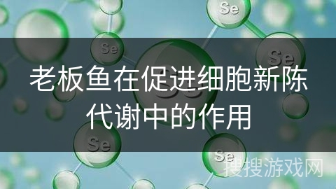 老板鱼在促进细胞新陈代谢中的作用