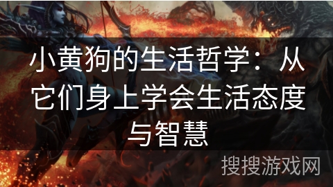 小黄狗的生活哲学：从它们身上学会生活态度与智慧