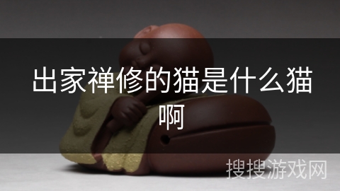 出家禅修的猫是什么猫啊