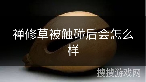 禅修草被触碰后会怎么样 禅修草被触碰后会怎么样