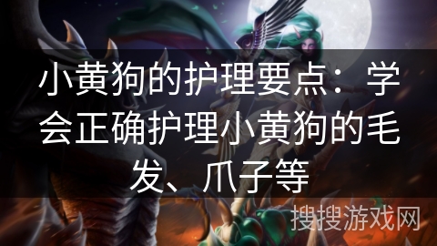 小黄狗的护理要点:学会正确护理小黄狗的毛发、爪子等 小黄狗的护理要点:学会正确护理小黄狗的毛发、爪子等