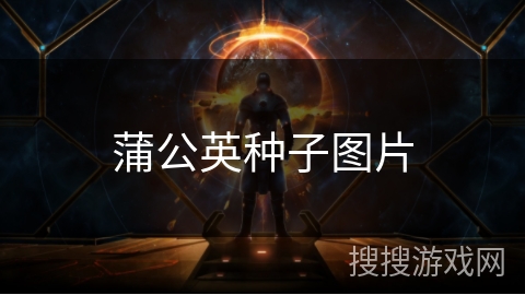 蒲公英种子图片