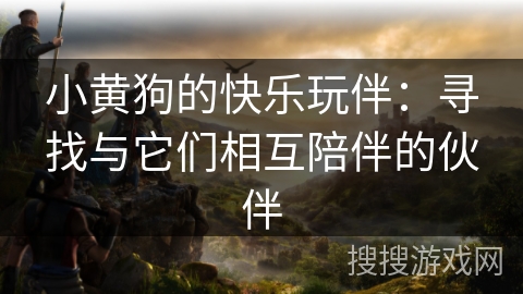 小黄狗的快乐玩伴：寻找与它们相互陪伴的伙伴