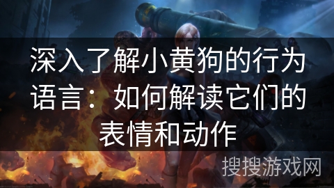 深入了解小黄狗的行为语言：如何解读它们的表情和动作