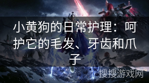小黄狗的日常护理:呵护它的毛发、牙齿和爪子 小黄狗的日常护理:呵护它的毛发、牙齿和爪子