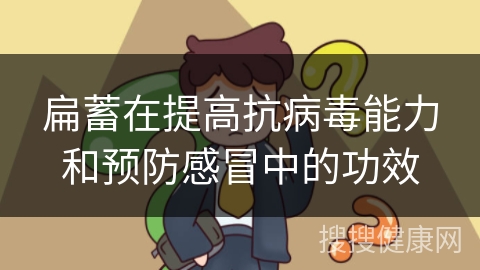 扁蓄在提高抗病毒能力和预防感冒中的功效