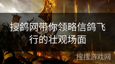 搜鸽网带你领略信鸽飞行的壮观场面