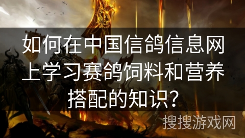 如何在中国信鸽信息网上学习赛鸽饲料和营养搭配的知识？